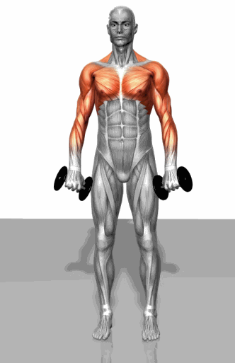 详细 健身 生活 动态 送给 科学 肌肉 图片 gif 冷知识