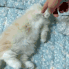 猫咪 手指 调皮 挠挠