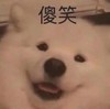 萌宠 汪星人 傻笑 笑了 呆萌 可爱