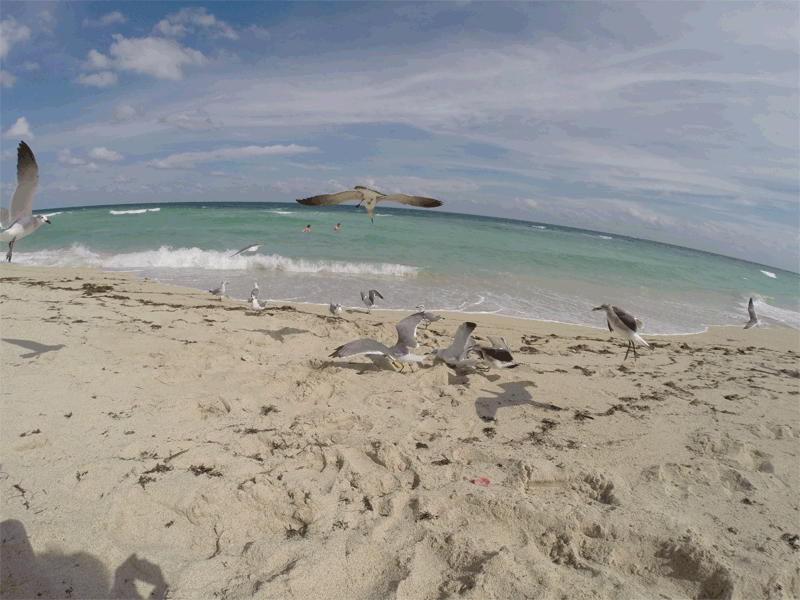 海滩 自然 沙滩 海鸥 鸟类 飞 景观 beach nature