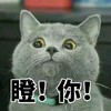 瞪你 猫咪 灰色 萌宠