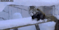 可爱 呆萌 下雪 吓死我了