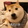 萌宠 汪星人 你真的凶我 你怎么能吼我 委屈 憨憨