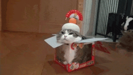 猫 猫在盒子里  出来 不出来