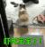 柴犬与柯基 惊吓 兔子 吓死宝宝了