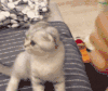 小猫 可爱 毛茸茸 摔倒