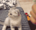 小猫 可爱 毛茸茸 摔倒