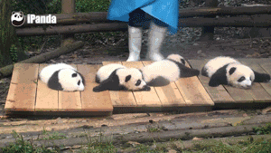 熊猫 国宝 趴着 可爱