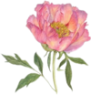 贴纸 花 花朵 红花
