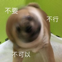 萌宠 汪星人 不要 不行 搞怪 呆萌