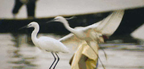 尼罗河-终极之河 纪录片 鸟类动物 鹳