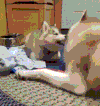 汪星人 二汪  搞笑 可爱