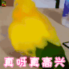 萌宠 鸟 开心 真高兴 soogif soogif出品