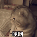 萌宠 猫星人 咽哽 难受 伤心 搞怪