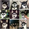 狗狗 歪脸 瞪眼 生气