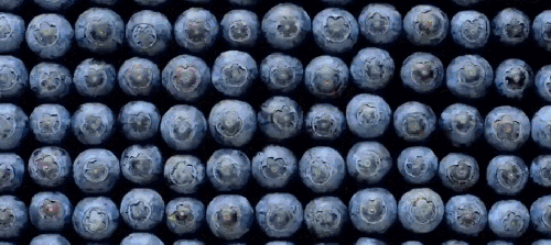 MS&FOODS 完美视觉冲击 弹起 烹饪 蓝莓