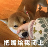 萌宠 汪星人 把嘴给我闭上 别说了 搞怪 可爱