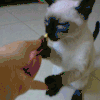 喵星人 暹罗猫 可爱 吃货