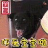 萌宠 狗狗 吃惊 伤心 吓死宝宝啦 soogif soogif出品