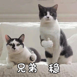 貓 兄弟 穩(wěn)