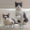猫 兄弟 稳 可爱 呆萌