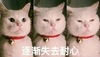 萌宠 猫星人 逐渐失去耐心 没兴趣 呆萌 搞怪