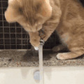 猫咪 水龙头 喝水 搞笑