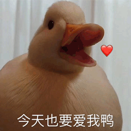 爱我 今天 鸭子