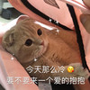 萌宠 猫星人 今天这么冷 要不要来个爱的抱抱 呆萌 可爱