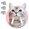 达不流喵喵猫 猫 开心 啪啪啪