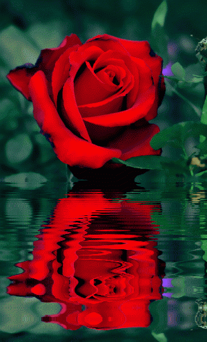 红色 水波纹 倒影 玫瑰