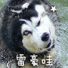 你好啊 哈士奇 二哈 搞怪 逗