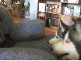 汪星人 喵星人 二哈 嬉戏 勾搭 调皮 狗 猫 友谊 萌宠