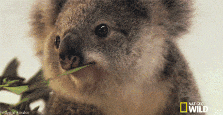 考拉 吃吃吃 萌萌哒 koala