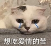 萌宠 喵星人 想吃爱情的苦 难受 呆萌 可爱