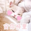 萌宠 喵星人 窝你怀里 撒娇 呆萌 可爱