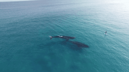 鲸鱼 动物 海洋  庞大