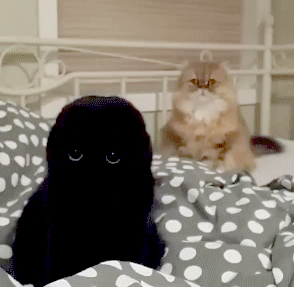黑色 猫咪 可爱