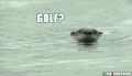 水獭 东张西望 otter