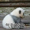萌宠 熊猫 气到掉色 生气 搞怪 呆萌