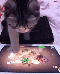 动物 小猫 玩游戏 手机