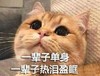 萌宠 猫星人 一辈子单身 一辈子热泪盈眶 呆萌 可爱