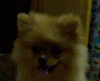 博美犬