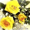 黄色 赏光 鲜花 漂亮