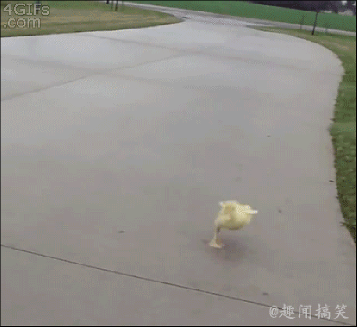 鸭子 奔跑 搞笑 动物