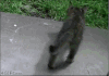行走 困倦 趴着 小猫