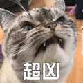 猫 萌宠 喵星人 超凶