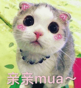 小猫亲亲mua斗图gif动图_动态图_表情包下载_soogif