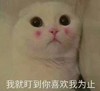 猫咪 红脸蛋 大眼睛 可爱 白毛 盯到你喜欢我