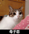 猫咪 大眼睛 摸摸头 母子恋